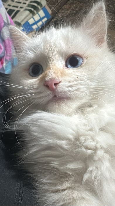 Отдам котят в добрые и заботливые руки