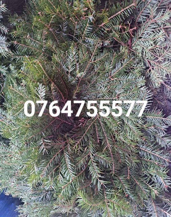 Coronițe brad natural