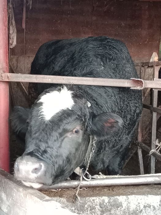 Продам быка Ангус