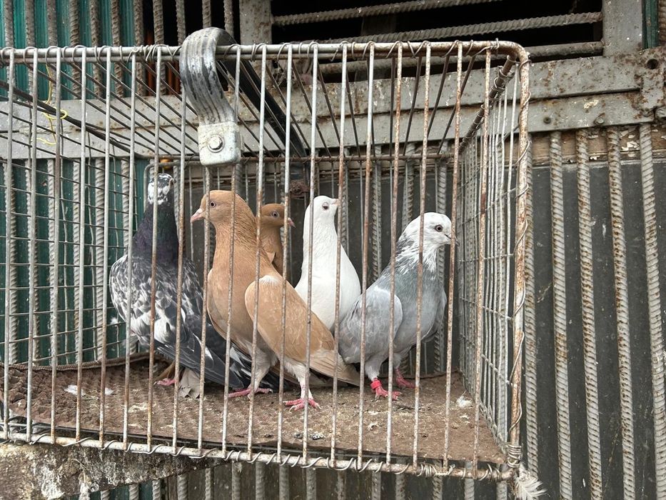 Продам голубей по 2 000 тенге