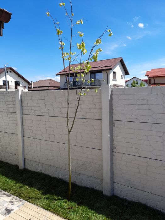 Vand mesteacăn cu coaja albă și tei de floare