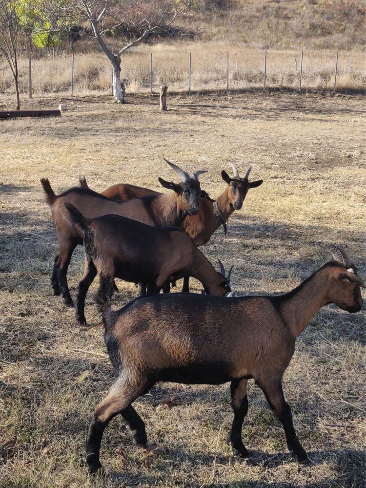 Capra alpina Franceza