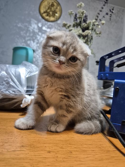 Шотландская вислоухая,  Scottish fold