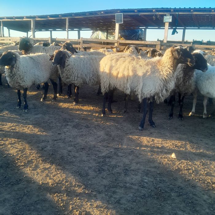 Vând 80 de oii carabase de teleorman