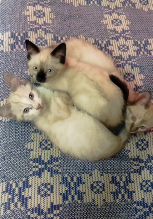Котята сиамские, домашние