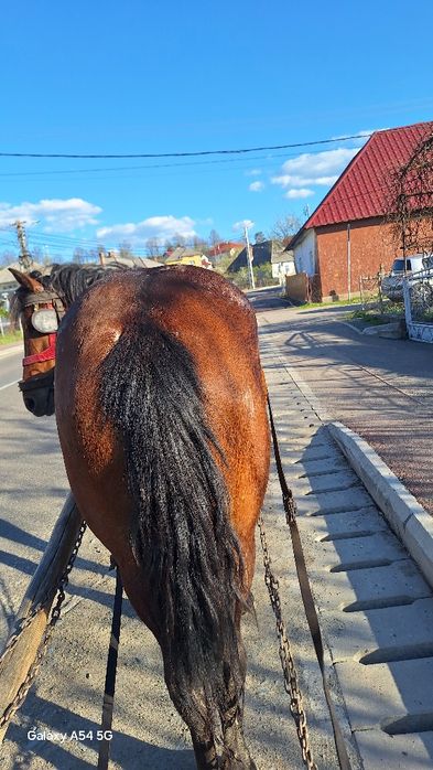 Vand mânza de 3 ani