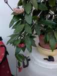 Vând hoya carnosa plantă matură
