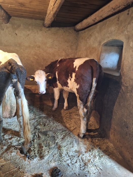 Vând vaci cu lapte si juninci