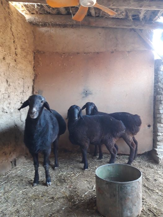 хисори куйлар кучкори бл