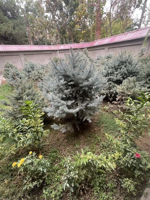 Galubaya el oʻzimizda katda booʻlgan