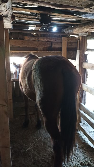 Продам соғым, Байтал