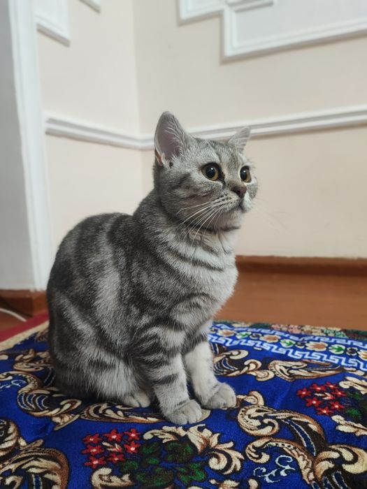 Британка, классический табби