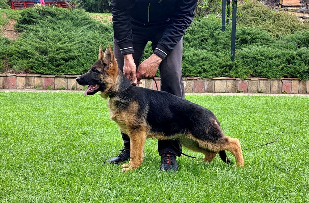 Елитн немски овчарка