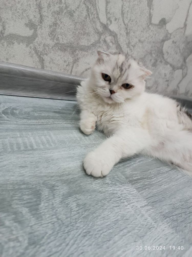 Продается кошка с детьми в живоое