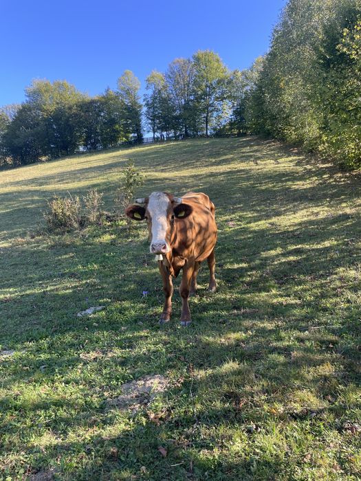 Vaca de vanzare.