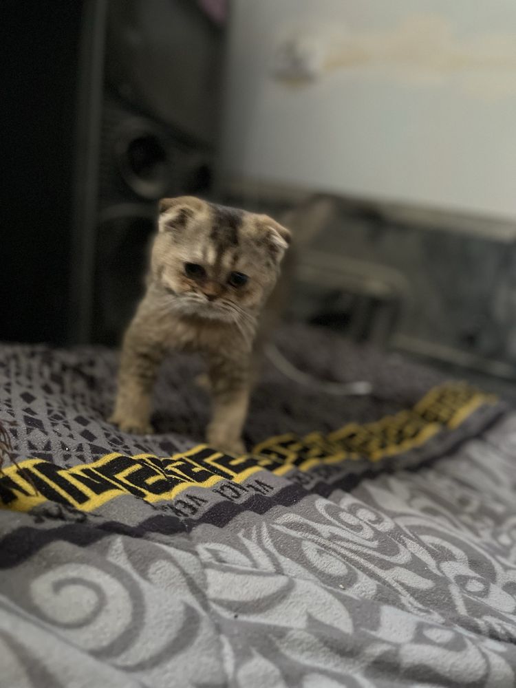 Продам котенка породы шиншила