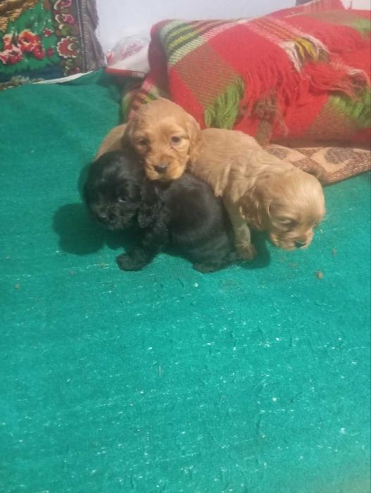 Продавам Кокер шпаньол