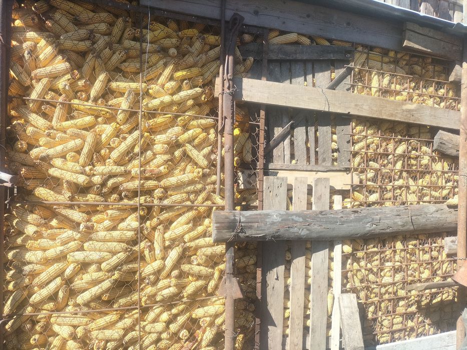 Vând porumb știulete