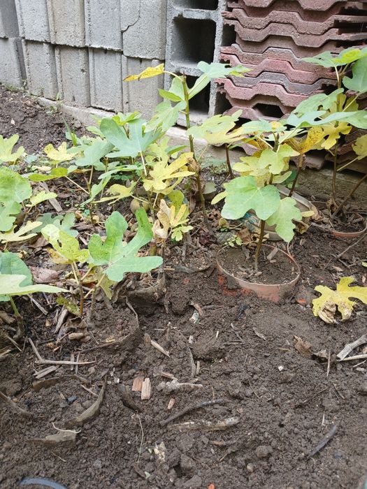 Pui de smochin negru