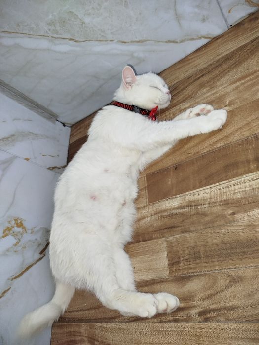 Skotish strayt homilador mushuk sotiladi