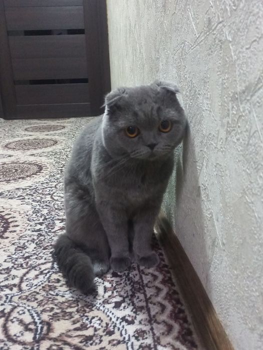 Тоза скотш Фолд мушук сотилади