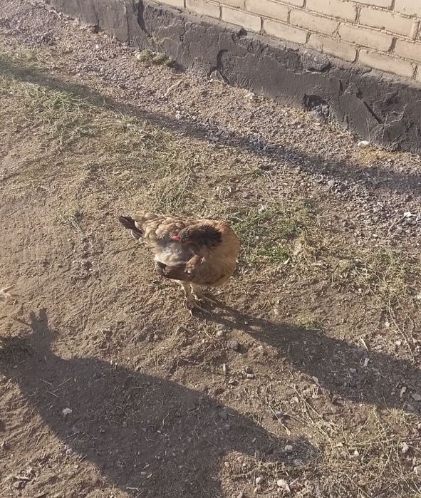 Тауықтар   жас   14  шт