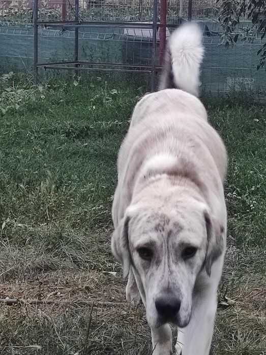 Ciobanesc Asia Centrală