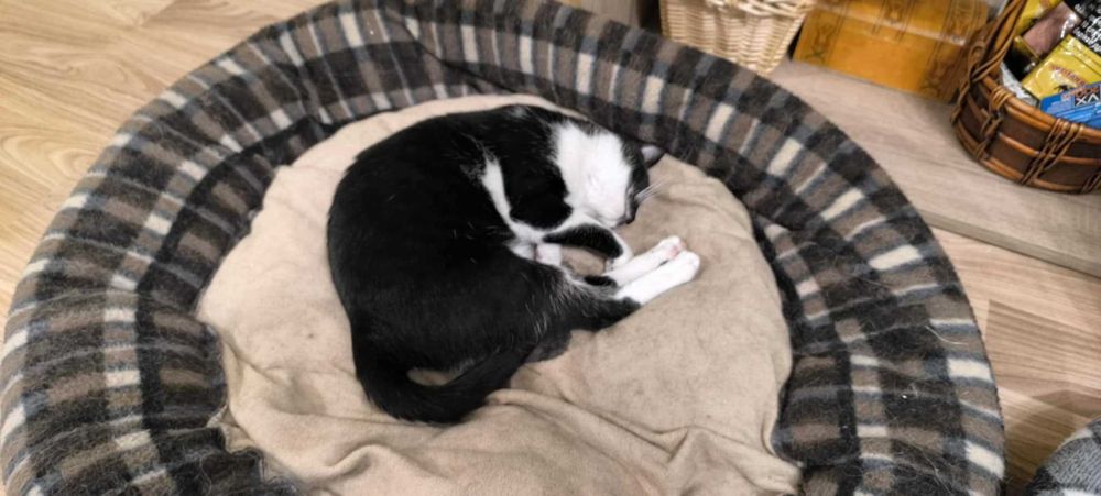 Коте Бела има спешна нужда от дом