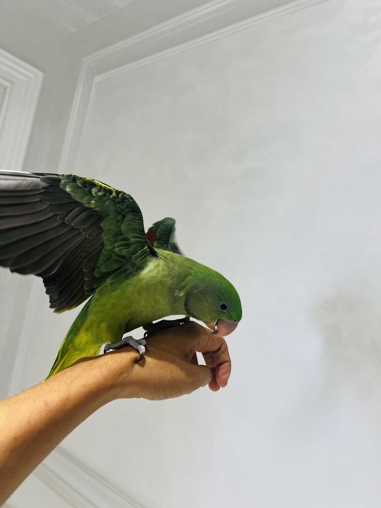 александрийский попугай ручной