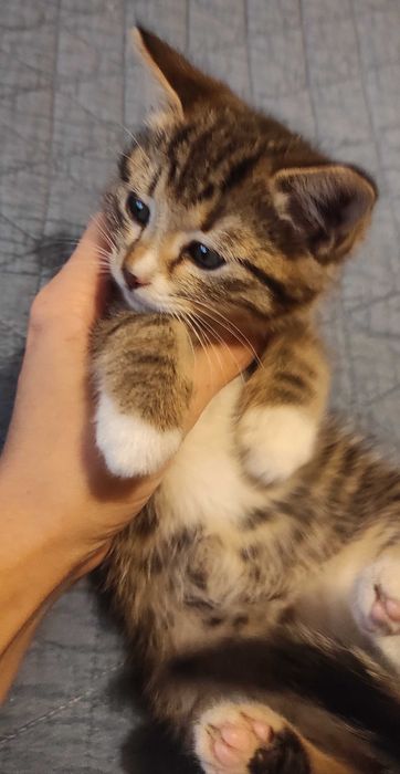 Бебе коте търси дом