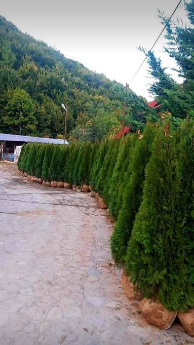 Leylandi cupressus, Livrare gratuita oriunde în Țară