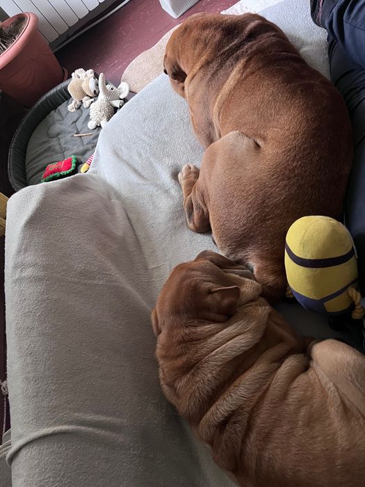 Прекрасен  Шарпей