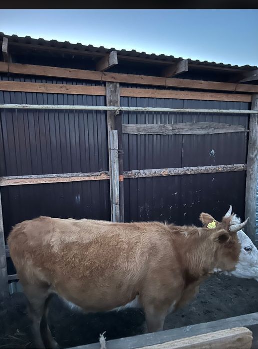 Құнажын Қашар сатылады согымга