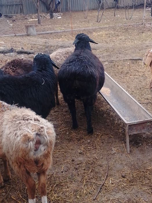 Токты кой сатылады