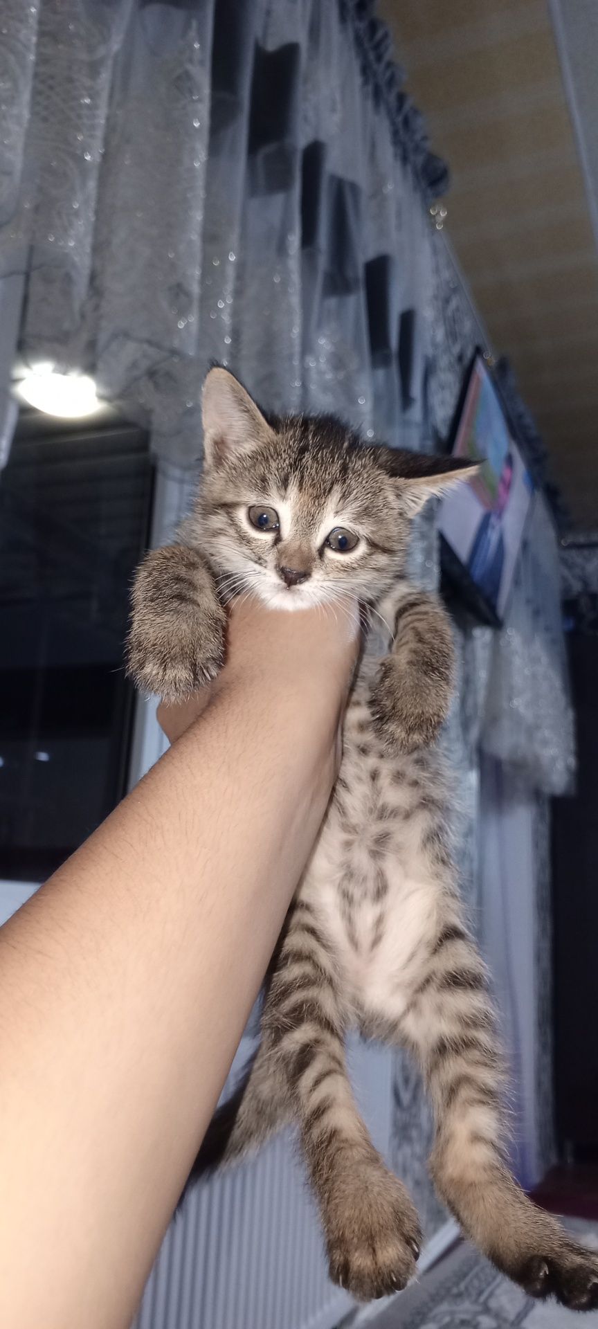 Есть котята отдадим в хороший руки