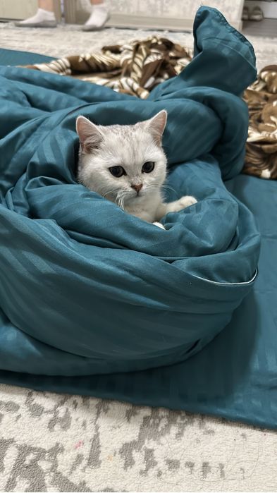 Вязка случка кошек