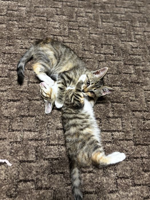 Котята девочки мышеловки