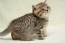 British shorthair