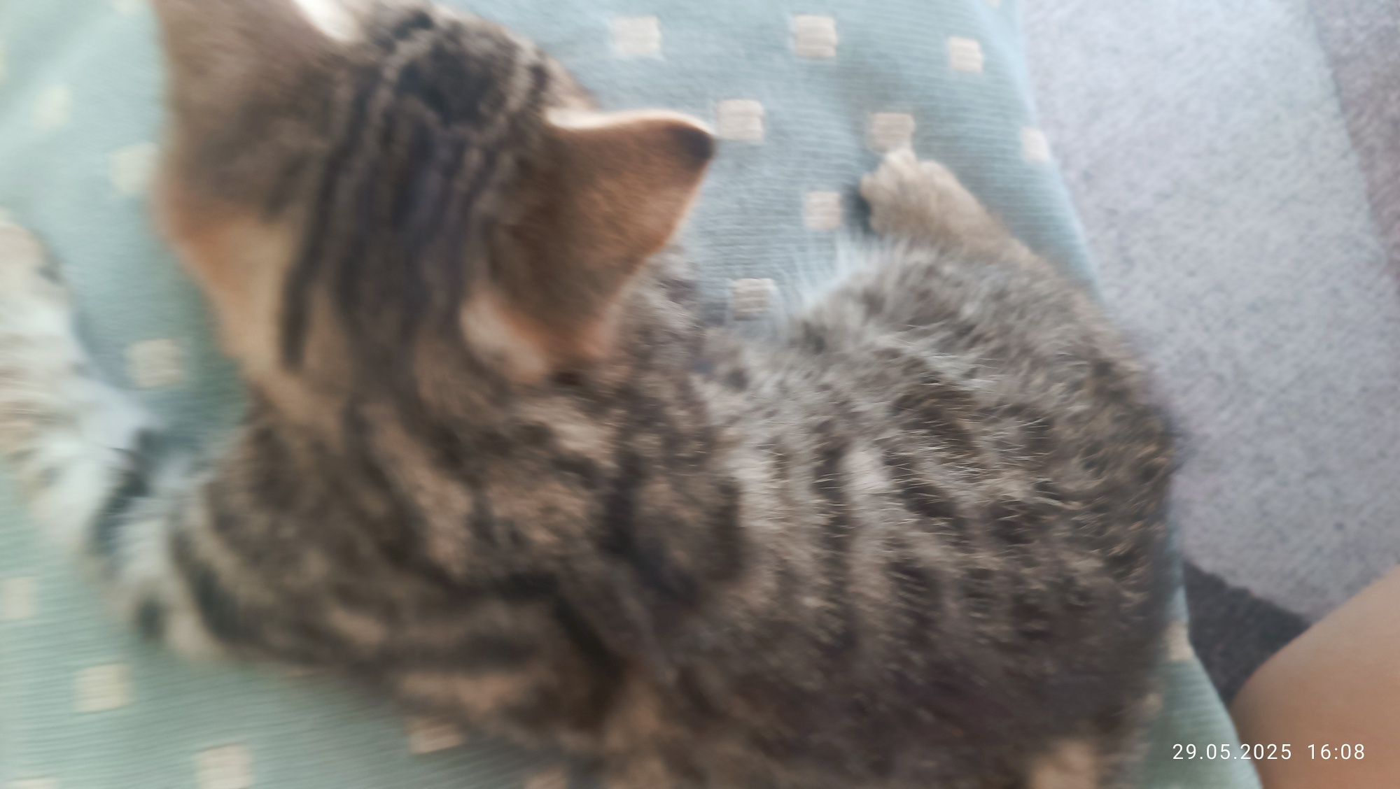Котенок кошечка девочка