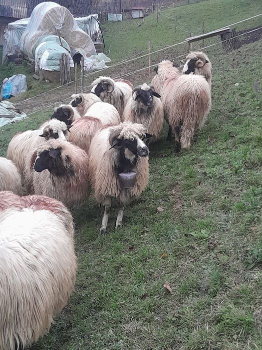 Vind oi breza tinere