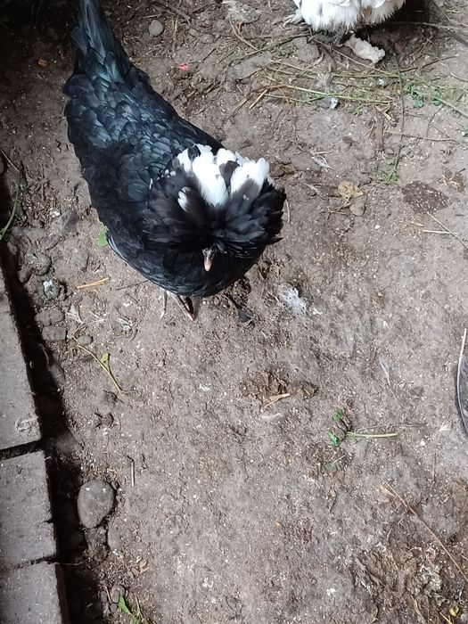 Vand cocoși 90 bucata