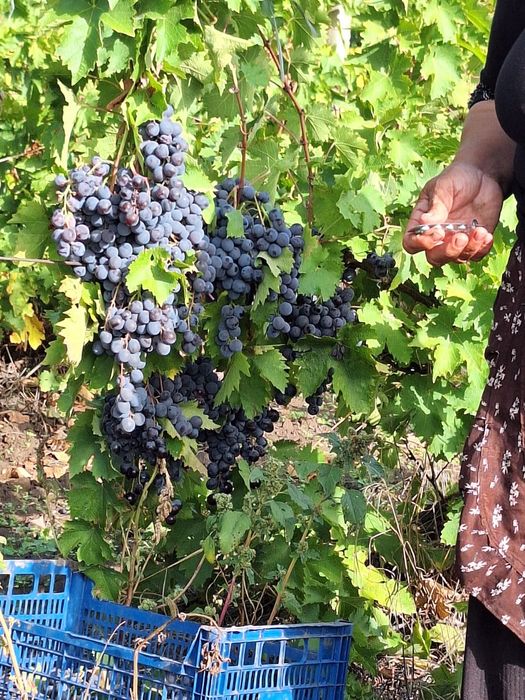 Vând struguri pentru vin - preț producător  100%
Puțini, dulci și buni