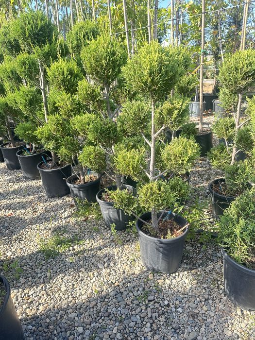 Plante ornamentale