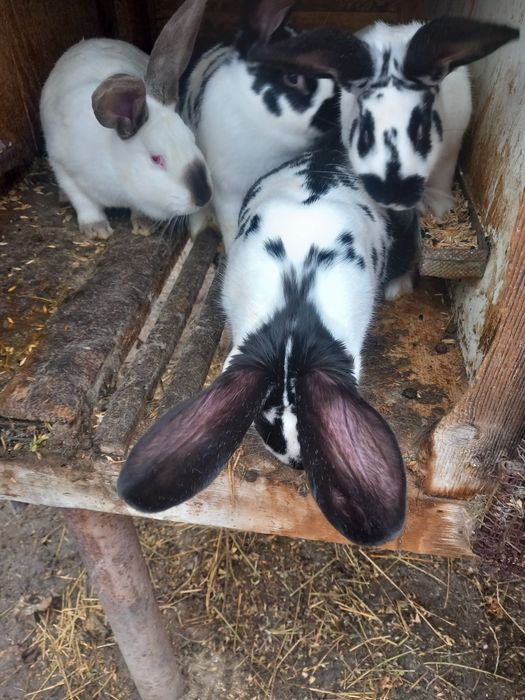 Patru surioare frumoase și sănătoase