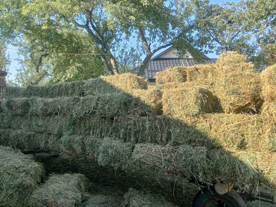 Vând baloti  lucernă,otava
