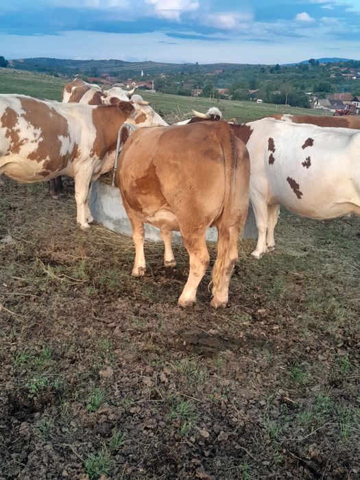 Vând 3 vaci și un tăurel angus