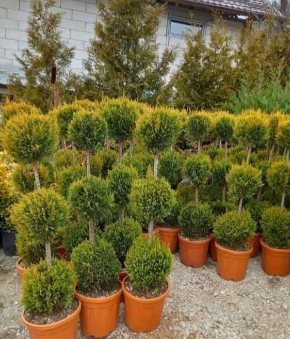 Plante Ornamentale