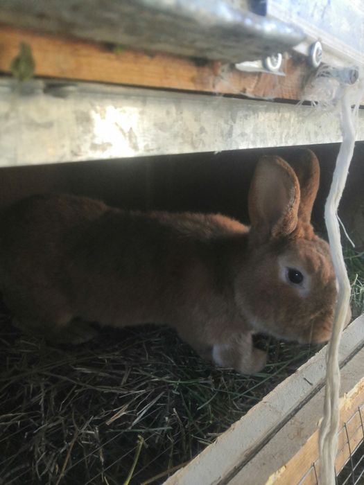 Куйон зотли эркак зотга