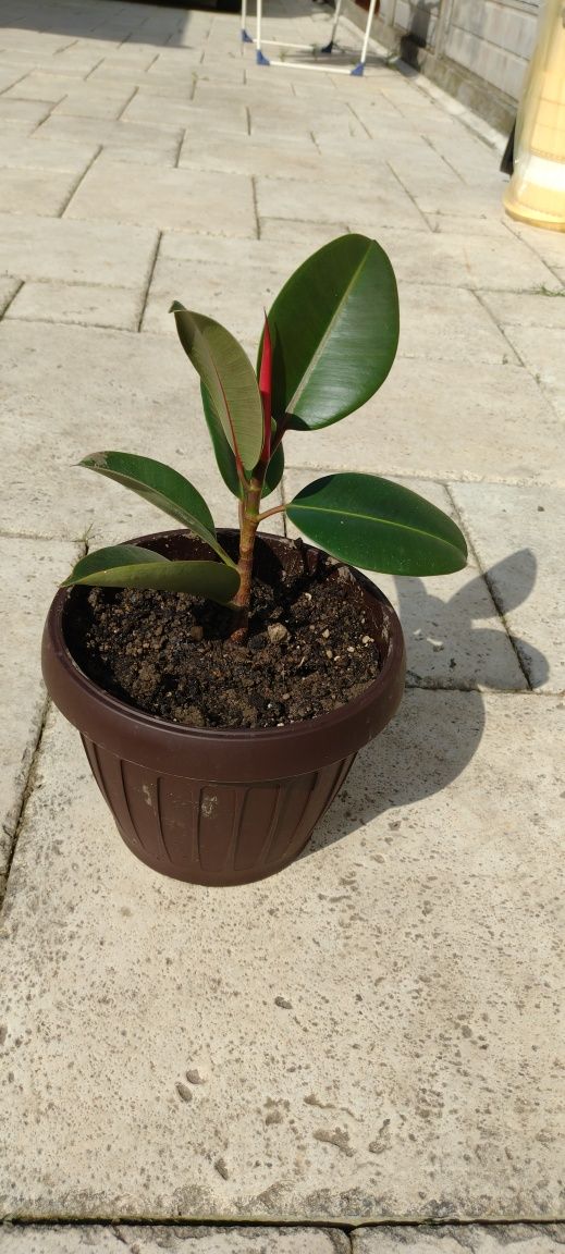 Ficus floare naturală