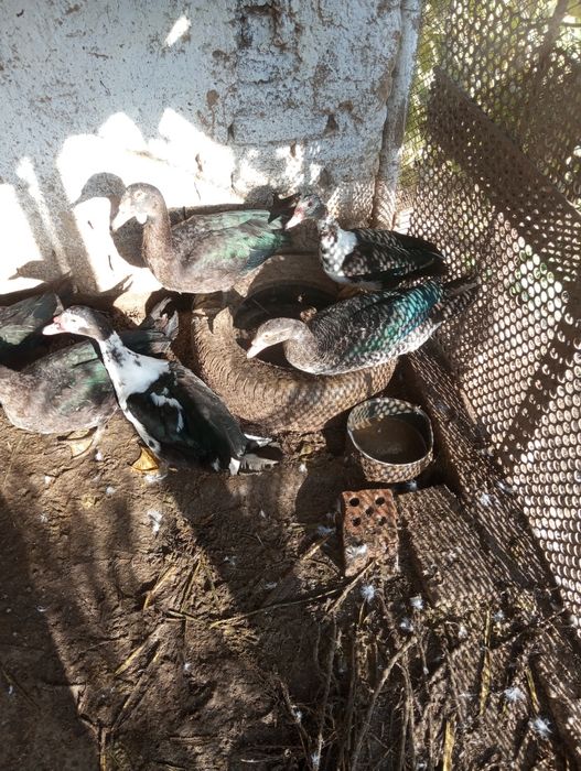 Индоутки домашнее